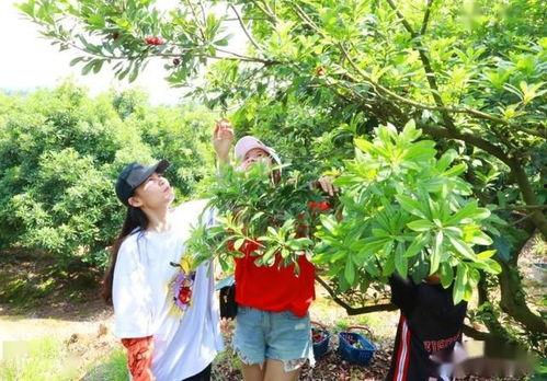 藿藿技能爆料最新,解锁神秘力量，助力战斗新篇章